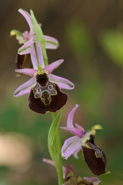 ophrys dalla maremma